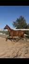Jument retrait&eacute; de course, trotteuse fran&ccedil;aise 13 ans 