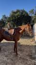Jument retrait&eacute; de course, trotteuse fran&ccedil;aise 13 ans 