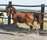 Jolie pouliche PFS, origines sport.