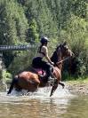 Cheval Pur sang   11 ans 