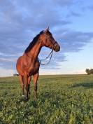 Cheval Pur sang   11 ans 