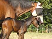 Poulain Wesh Part Breed
