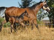 Poulain Wesh Part Breed
