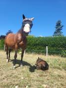 Poulain Wesh Part Breed