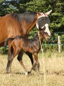 Poulain Wesh Part Breed