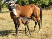 Poulain Wesh Part Breed