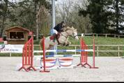 Poney FEI &agrave; vendre