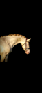 Poney FEI &agrave; vendre