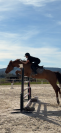 Gelding BWP Belgian Warmblood For sale 2015 Chesnut