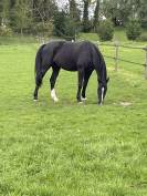Cheval sf 