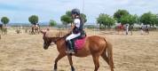Se vende poni B