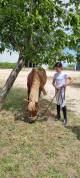 Se vende poni B