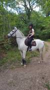 A Vendre Magnifique Connemara PP