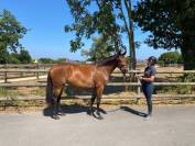 JUMENT SELLE FRANCAIS 3 ANS DEBOURREE