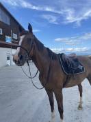 Cheval de loisirs