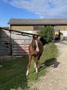Cheval de loisirs