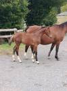 superbe pouliche SF par Qlassic Bois Margot