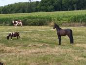 cheval hongre 6ans CSO