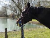 cheval hongre 6ans CSO