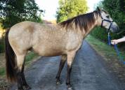 Jument Rocky Mountain Horse certifi&eacute;e 