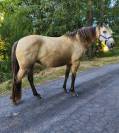 Jument Rocky Mountain Horse certifi&eacute;e 