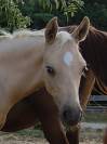 Magnifique poulain welsh part bred palomino