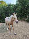 Magnifique poulain welsh part bred palomino