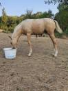 Magnifique poulain welsh part bred palomino