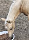Magnifique poulain welsh part bred palomino