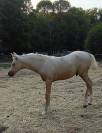 Magnifique poulain welsh part bred palomino