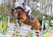 6 ans hongre grandorado tn 