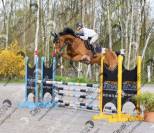 6 ans hongre grandorado tn 