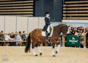 JUMENT LUSITANIENNE GP & SHOW NTERNATIONAL