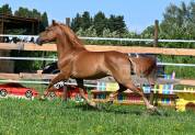 Superbe hongre
