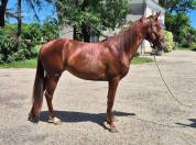 Pouliche Tennessee Walking GHorse