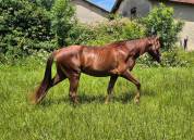 Pouliche Tennessee Walking GHorse