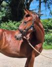 Pouliche Tennessee Walking GHorse