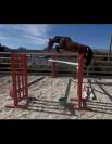 Cheval de sport