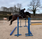 Cheval de sport 