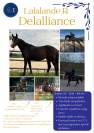 Cheval de sport 