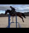Cheval de sport 