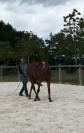 AV Spring, pur sang de 4 ans