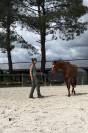 AV Spring, pur sang de 4 ans