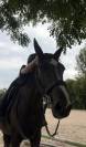 Jument Selle Fran&ccedil;ais 13 ans CSO &agrave; vendre