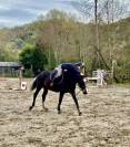 Jument Selle Fran&ccedil;ais 13 ans CSO &agrave; vendre