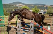 Jument CSO haut niveau 3 ans