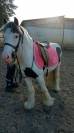 Irish de 7 ans a vendre 
