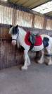 Irish de 7 ans a vendre 