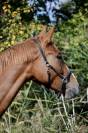 Hongre CSO cycles classiques