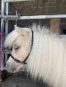 Pouliche PP shetland 